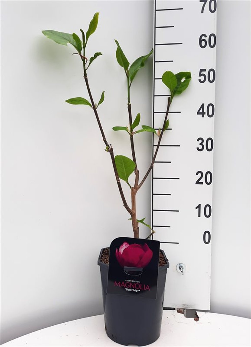 Magnolia 'Black Tulip' - C5 50-60 CM